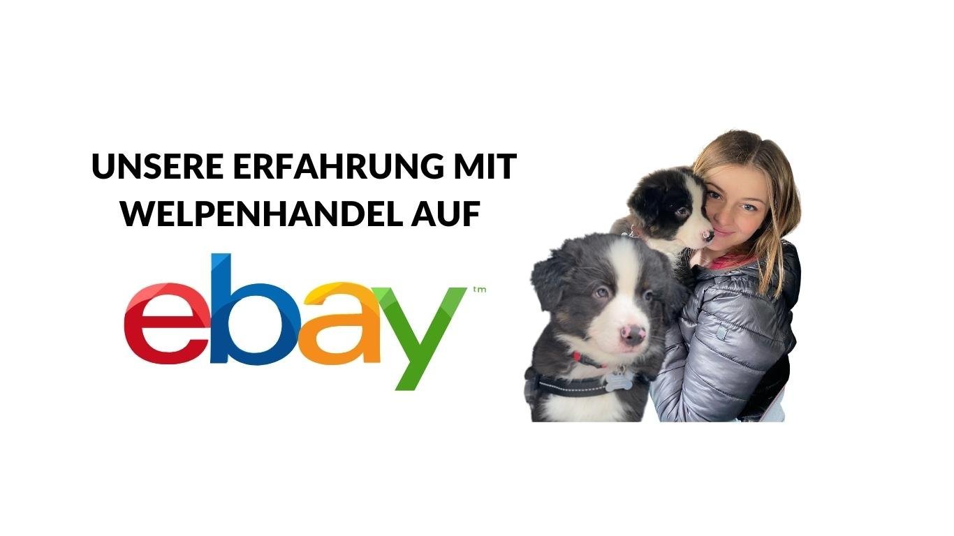 Warum wir nie wieder einen eBay Hund kaufen würden