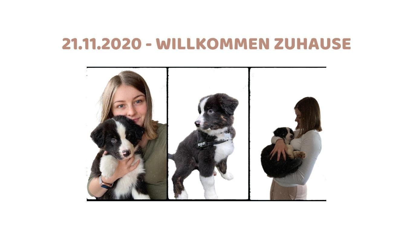 Warum wir nie wieder einen eBay Hund kaufen würden